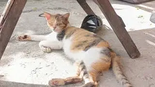 Pretty Cat #amazing #Trending #Viral #Viralcat #trendingcats 