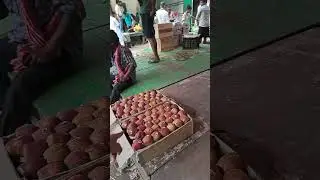 Apple market india kashmir and shimla apple 