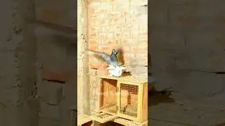 Lotan Kabutar🤯😳🔥|#viral  #kabootarloft05 #kabutar #youtubeshorts #trend #youtubeshorts #shorts