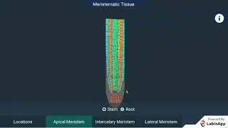 Tissues:  Plant Tissues - Meristematic Tissue