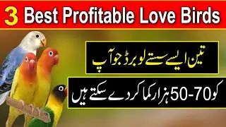 Birds business in pakistan | Profitable Love birds Mutation | parrot business in pakistan