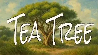 Tea Tree (Melaleuca alternifolia) Lore, Medicine & Magick of Nature&rsquo;s Guardian | Ditch witch Diaries