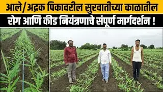 आले/अद्रक पिकावरील सुरवातीच्या काळातील रोग आणि कीड नियंत्रणाचे संपूर्ण मार्गदर्शन !