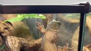 Visiting Brand New Reptile Store in Malaysia | Future-Morphs