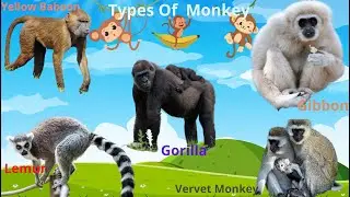 Funny Monkeys  || Best Monkey Moments || Learning Name Of Monkey  For Kids
