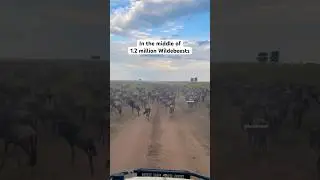 Walking alongside migrating Wildebeests #Serengeti #Migration