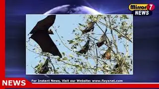 Bengal Bat Survey Finds No Active Nipah Virus, But Caution Remains