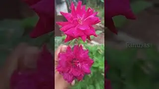 Прекрасная природа, цветы и красивые, удивительные, такие красивые //ЦВЕТЫ ЦВЕТЫ