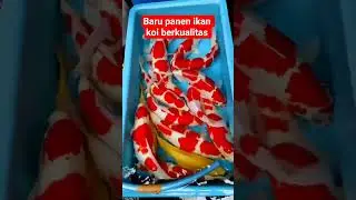 baru panen ikan koi cantik cantik