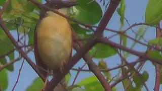 Ashy Prinia - A Bird Video