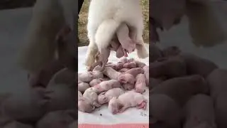 बिल्ली चूहा की कॉमेडी funny video Billi comedy#short #viral