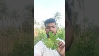 downy mildew disease control || #viralvideo #shortsfeed #youtubeshorts #downymildew