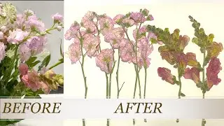 Thick Flower Drying Method  Snapdragon and Stock   DIY Pressed Flowers To Sell Them Online