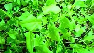 Hello viewers,this is my freshly grown organic palak harvest in the new year 2026 🎊