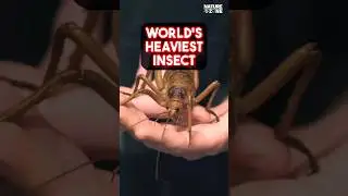 Giant Weta New Zealand | WORLD'S HEAVIEST INSECT #animalfacts #wildlife #nature
