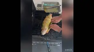 Grilled Rainbow Trout Whole Fish @AvadNivad