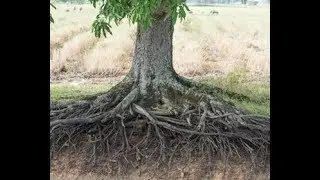 THEOFIRE Episode 42: Rooted in Love (lent vid 7)
