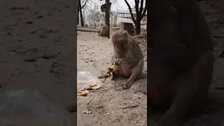 #shorts#🐒🥖🍞intelligent monkey handling toast before eating#ytshorts#animal video