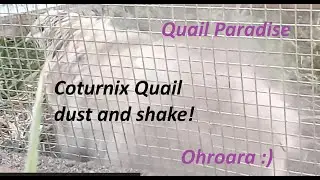 Pearl Quail dust & shake #birds #shake #quail #QuailParadise #Ohroara #Christian #Christianyoutuber
