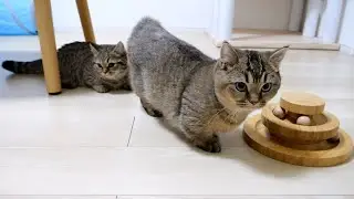 Cat sisters searching for missing toy is adorable