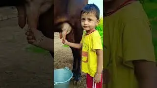 choti choti gaiya #kidsvideo #cow #tractor