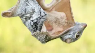 Sunda Colugo