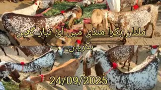 Multan Bakra mandi tayyar ghabban bakriyan/ 24/09/2025 , ملتان بکرا منڈی میں تیار گھبن بکریاں 