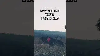 How to find your passion.? #motivation #mindset #success #grindset #dedication #passion #how #shorts