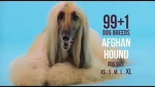 Afghan Hound / 99+1 Dog Breeds