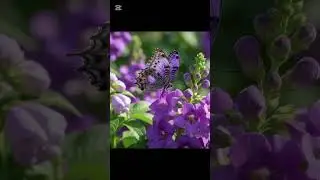 #Islamic video#short #video #short #feet #please #support #like #my #video