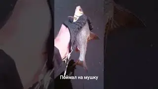 #мормышинг Поймал плотву на самодельную мушку #рыбалка #наноджиг #плотва #мушка #микроджиг #спиннинг