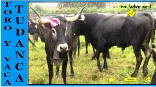 toro y vaca tudanca ( 00002 )