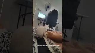 Catastic Combat!                     #cat #cutecat #comedy #animal #funny #viral #viralshorts #cute
