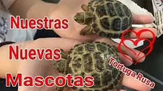 ❤️TORTUGAS RUSAS. Nuestras nuevas mascotas 🐢🐢🐢