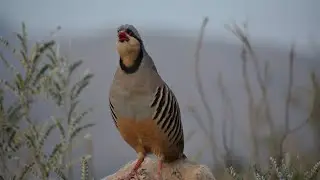 Bird Sounds Compared Madi Female Chakor Sound Keklik Sesi vs Wild Bird Calls