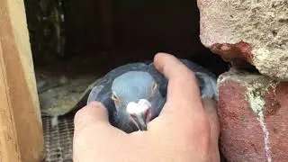 Angry Pigeon 4