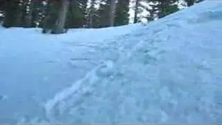 Stuck in the trees
