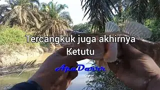 Memancing betutu atau ketutu teknik dasar umpan udang kupas. freshwater grouper. exotic fish