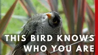 Birds Remember Your Face: The Surprising Science of Backyard Birds