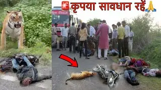 Alert🚨Drive slowly in wildlife sanctuaries🙏 Tiger Attack in Bike Man Bandhavgarh Tiger Reserve Vlog