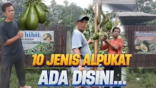 🔴 10 JENIS ALPUKAT DAN BIBITNYA ADA DISINI 
