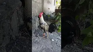 WOw very nice rooster 😱😱#shorts #checkin