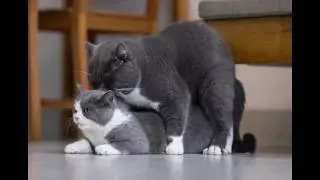 what age cat start mating/ cat mating the first time, Cats mating successfully
