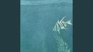 dead fish