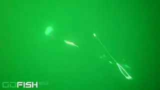 Under Water Sockeye Trolling Fraser River Run 2018 with GoFish Cam