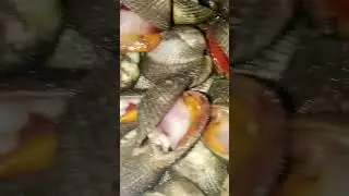 OMG ! Whay makes this Red Clams exhausted and open strangely? #dry #outofbreath  #ocean #ytshorts