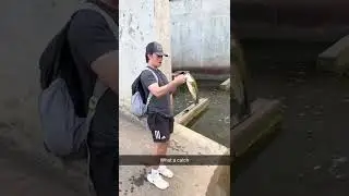 Confused the phone with a fish, Memes, Try not to laugh 😂