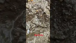 Большая тёмная саламандра в какой-то грязи @dayhikingandherpingdudes