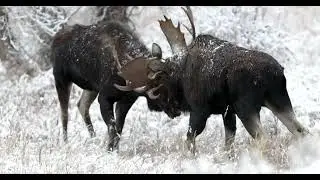 BULL MOOSE FIGHT in the snow 4K with live sound #best #nature #naturephotography  #wildlife #Tetons