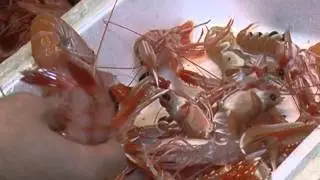 ITTITURISMO-PESCATURISMO CON IL GAC : MOTOBARCA PATRIZIA